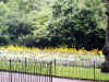 2025_stjamespark.jpg (28638 bytes)