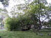 2031_stjamespark.jpg (26131 bytes)