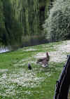2034_geese.jpg (47342 bytes)