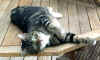 2072_kittymon.jpg (26414 bytes)