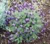 2074_garden.jpg (41886 bytes)