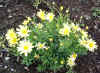 2075_daisies.jpg (46662 bytes)
