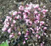 2076_garden.jpg (29329 bytes)