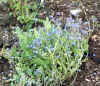 2077_garden.jpg (22451 bytes)