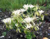 2084_plant.jpg (28590 bytes)