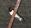 2123_barnswallow.jpg (8531 bytes)