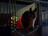 2131_horse.jpg (22686 bytes)