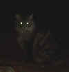 2133_darkecho.jpg (6976 bytes)