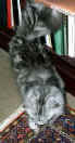2137_echo.jpg (57534 bytes)