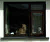 2286_pumpkinthomasena.jpg (23430 bytes)