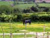 2327_field.jpg (38769 bytes)