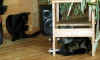 2346_moonkittymon.jpg (24325 bytes)