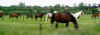 2417_horses.jpg (13412 bytes)