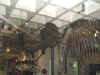 2425_wollymammoth.jpg (19995 bytes)
