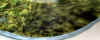 2452_ray.jpg (17046 bytes)
