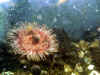 2453_anenome.jpg (35234 bytes)