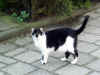 2474_dutchkitty.jpg (22110 bytes)