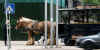 2475_drafthorses.jpg (18779 bytes)