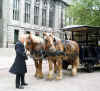 2476_drafthorses.jpg (35951 bytes)