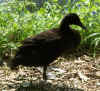 2485_duck.jpg (45146 bytes)