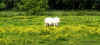 2488_ponyflowers.jpg (32104 bytes)