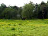 2490_horse.jpg (25435 bytes)