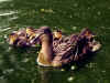 2491_mallardducklings.jpg (16664 bytes)