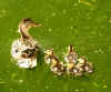 2492_mallardducklings.jpg (20792 bytes)