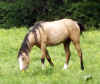 2493_buckskin.jpg (11659 bytes)