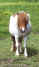 2498_pony.jpg (23349 bytes)