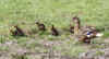 2499_mallardducklings.jpg (17669 bytes)