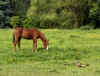 2502_horseducks.jpg (40463 bytes)