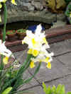 2504_japaneseiris.jpg (436424 bytes)