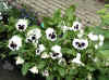 2506_pansies.jpg (612235 bytes)