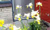 2507_iris.jpg (544885 bytes)