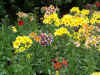 2566_flowers.jpg (55150 bytes)