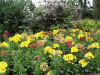 2567_flowers.jpg (65824 bytes)