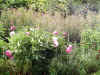 2606_peonies.jpg (28309 bytes)
