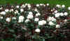 2610_roses.jpg (19873 bytes)