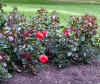 2611_roses.jpg (28976 bytes)