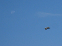 IMG_3596crop