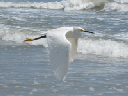 IMG_3667crop