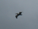IMG_3755crop