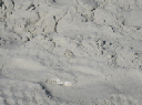 IMG_4020crop