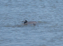 IMG_4110crop