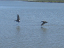 IMG_4116crop