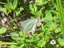 IMG_4178crop