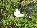 IMG_4181crop