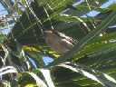 IMG_4186crop