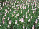 IMG_2756